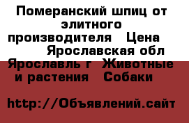 Померанский шпиц от элитного производителя › Цена ­ 25 000 - Ярославская обл., Ярославль г. Животные и растения » Собаки   